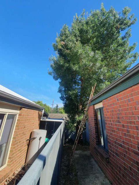 Arborist Services in the Adelaide Hills - Universal Gardens & Lawns
