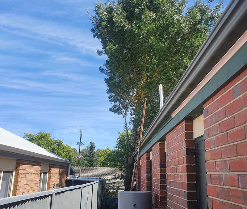 Adelaide Hills Tree Trimmings