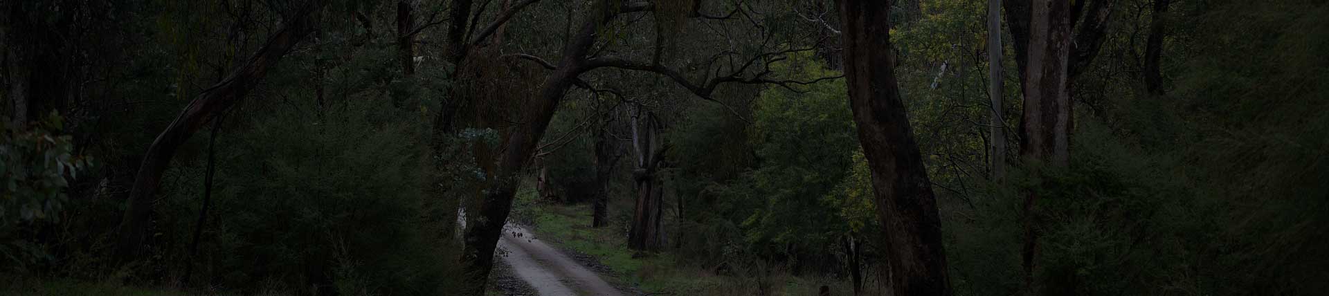Arborist Services in the Adelaide Hills - Universal Gardens & Lawns